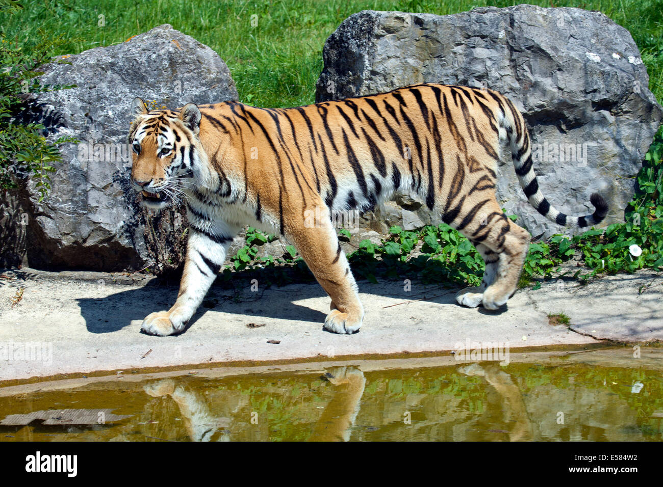 Una tigre siberiana la stimolazione da un po' di acqua Foto Stock