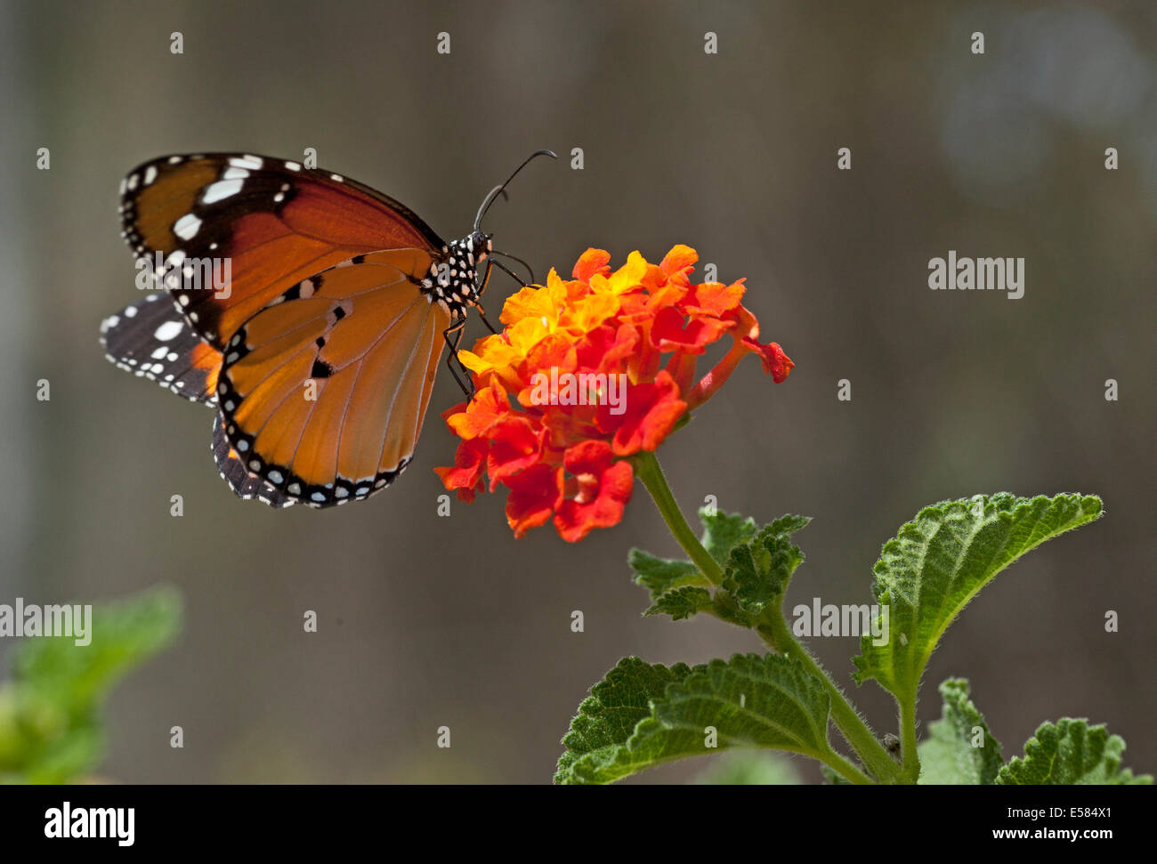 Plain Tiger (Danaus chrysippus) AKA africana di farfalla monarca su un fiore shot in Israele, ottobre Foto Stock