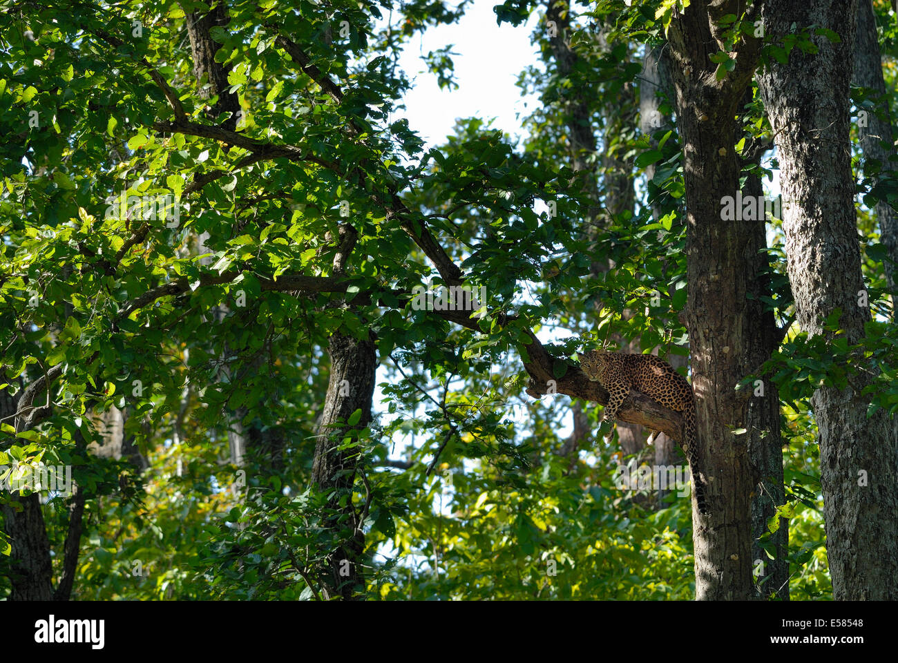 Leopard su Tree Top. Foto Stock