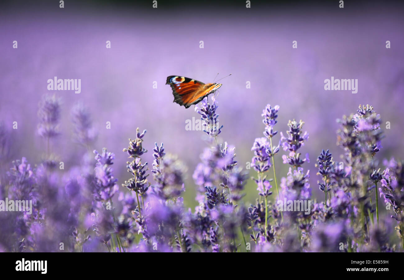 Una farfalla pavone seduti su fiori di lavanda sotto il sole in Hampshire, Regno Unito Foto Stock