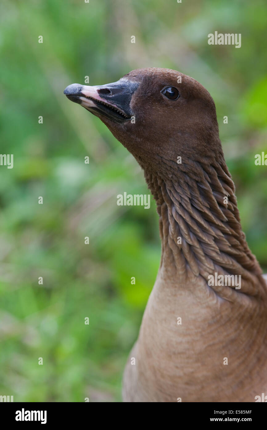 Rosa-footed Goose (Anser brachyrhynchus). Bassa intensità minaccia, indicato dall'angolo detenuti del corpo-posizione del collo. Solco, striata Foto Stock
