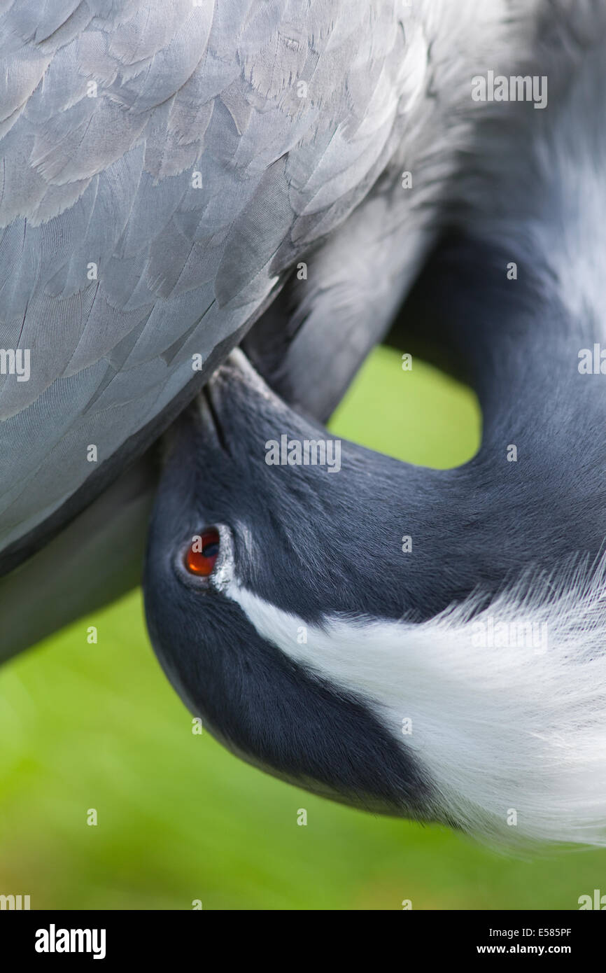 Demoiselle gru (Anthropoides virgo). Bird preening sotto il parafango e le piume di Brest. Foto Stock