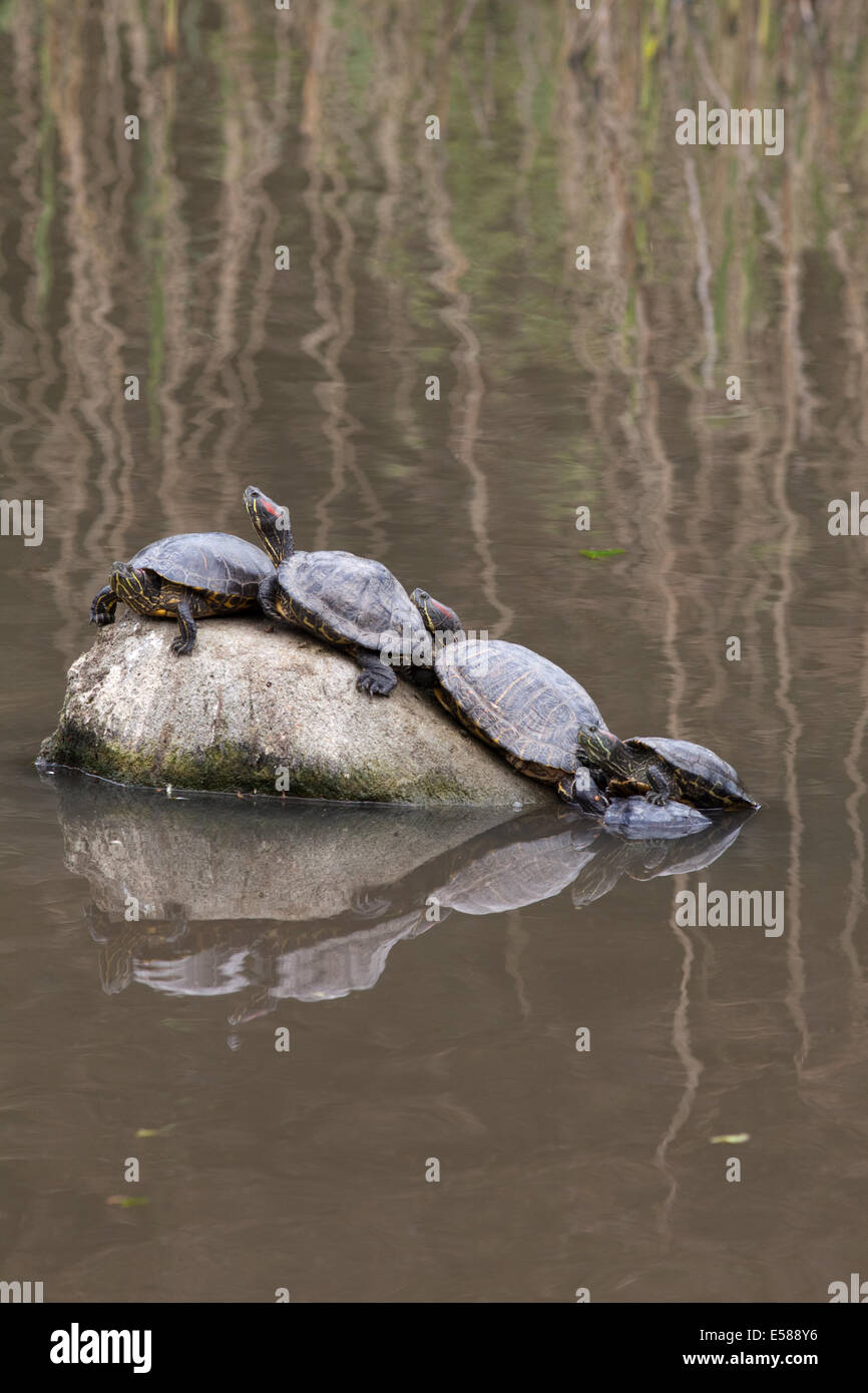 Rosso-eared tartarughe (Trachemys scripta elegans). Ora gli animali adulti, queste sarebbero state importate in Europa, tra cui Inghilterra, Foto Stock