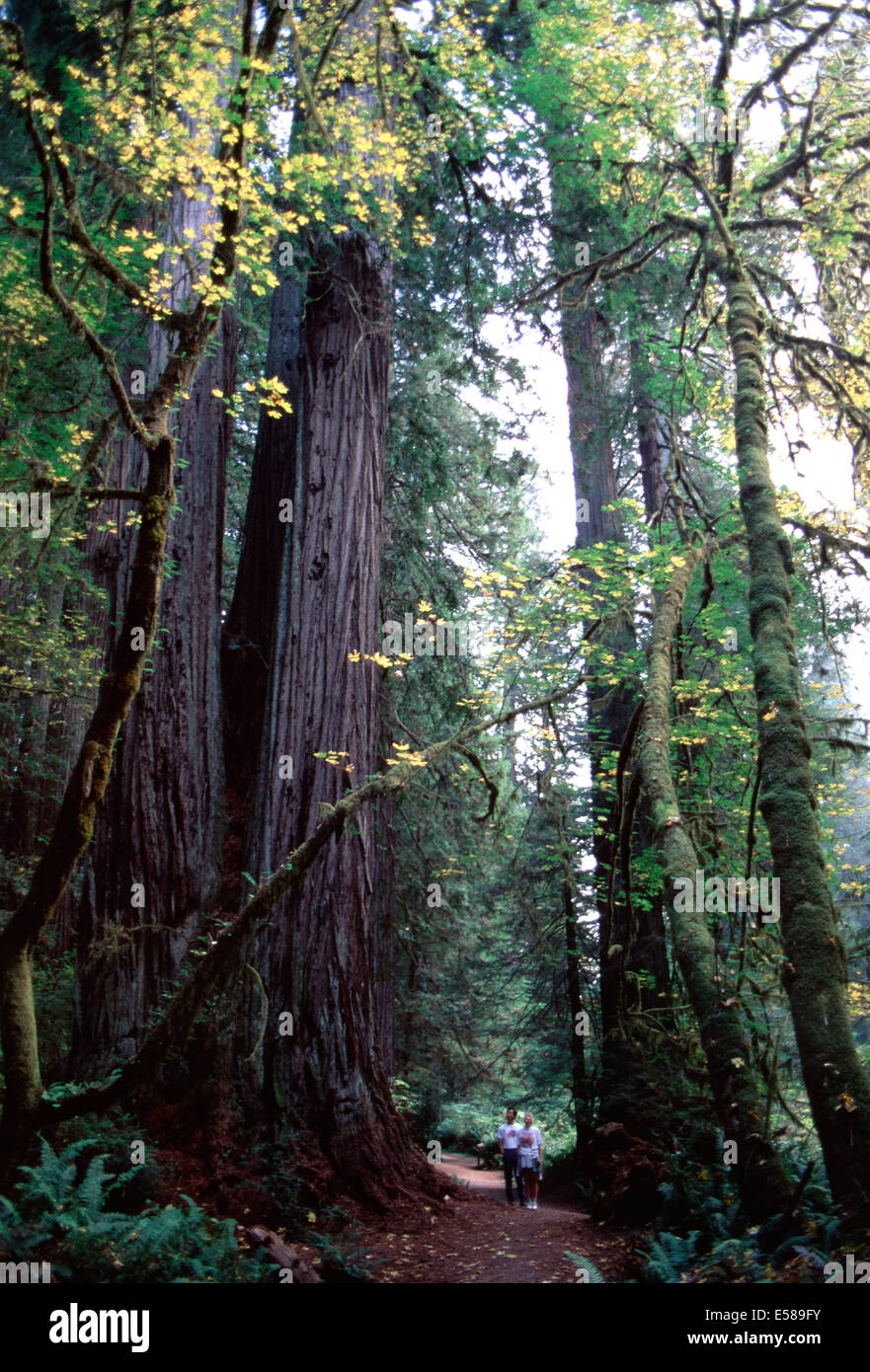 Una famiglia giovane ammira la bellezza di Humboldt Redwoods State Park, California Foto Stock