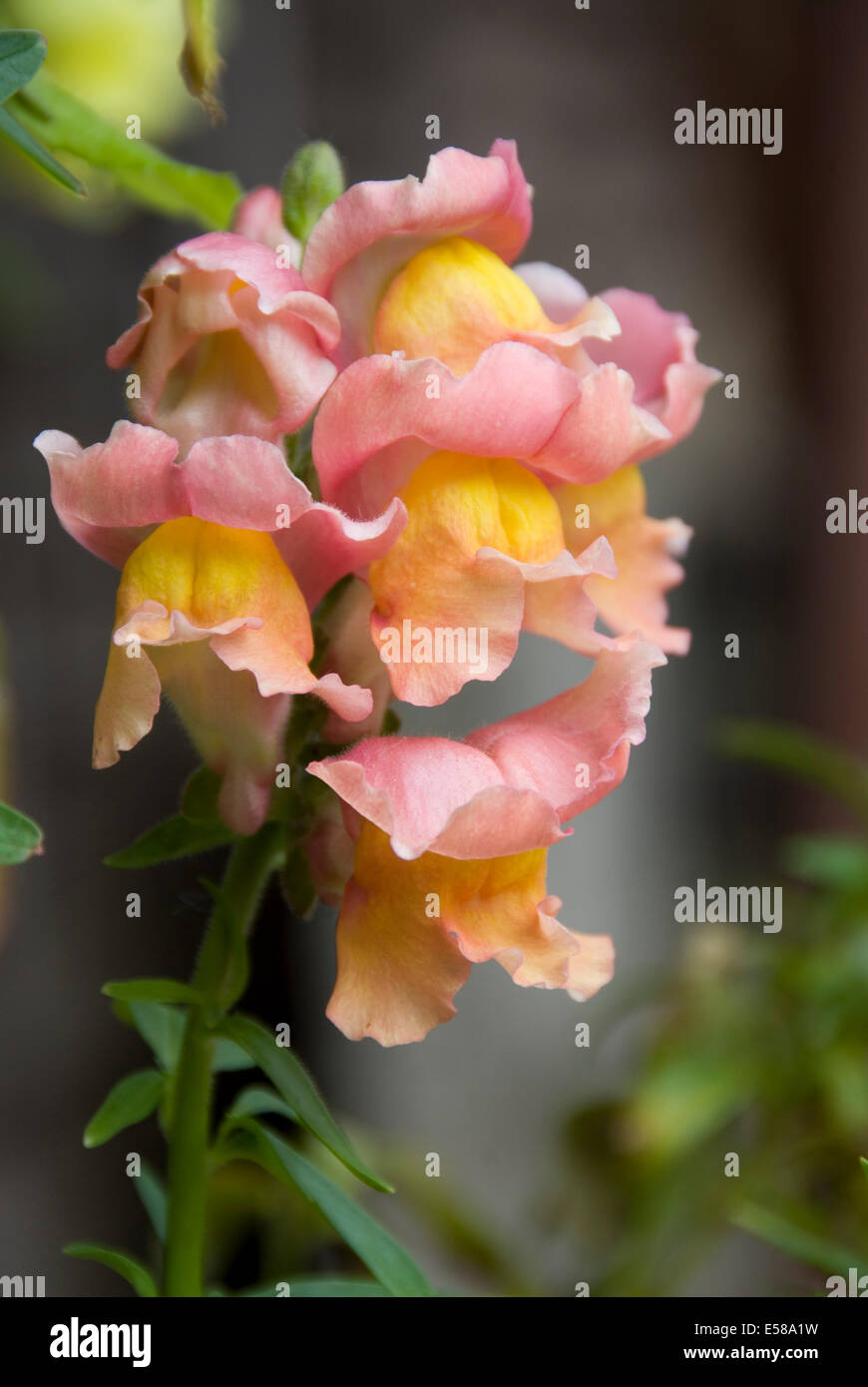 Snap draghi o fiori di Drago in fiore in un giardino inglese, REGNO UNITO Foto Stock