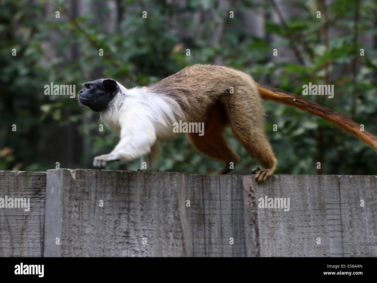 Pied tamarin monkey (Saguinus bicolor), in via di estinzione specie di primate dal brasiliano della foresta pluviale amazzonica. Apenheul, Paesi Bassi Foto Stock