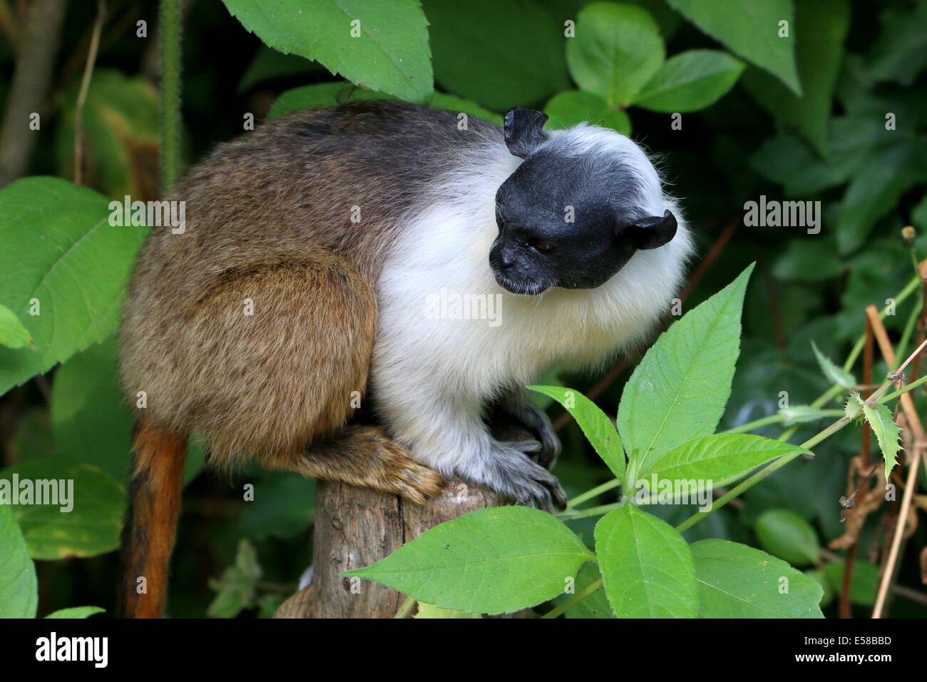 Pied tamarin monkey (Saguinus bicolor), in via di estinzione specie di primate dal brasiliano della foresta pluviale amazzonica Foto Stock