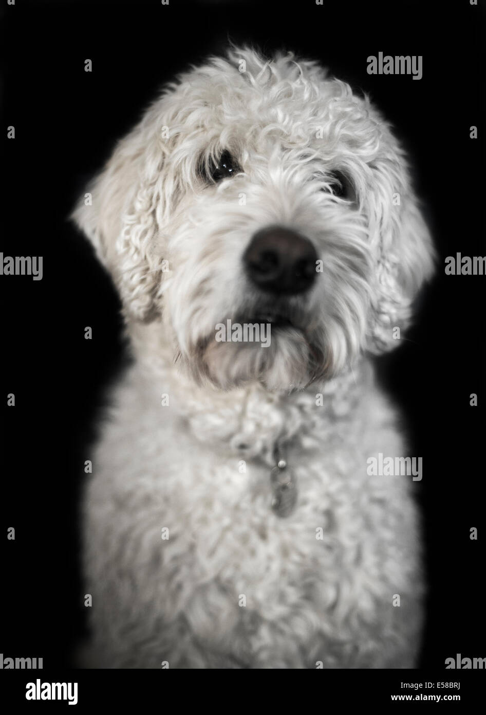 Pic mostra un cane Labradoodle Foto Stock