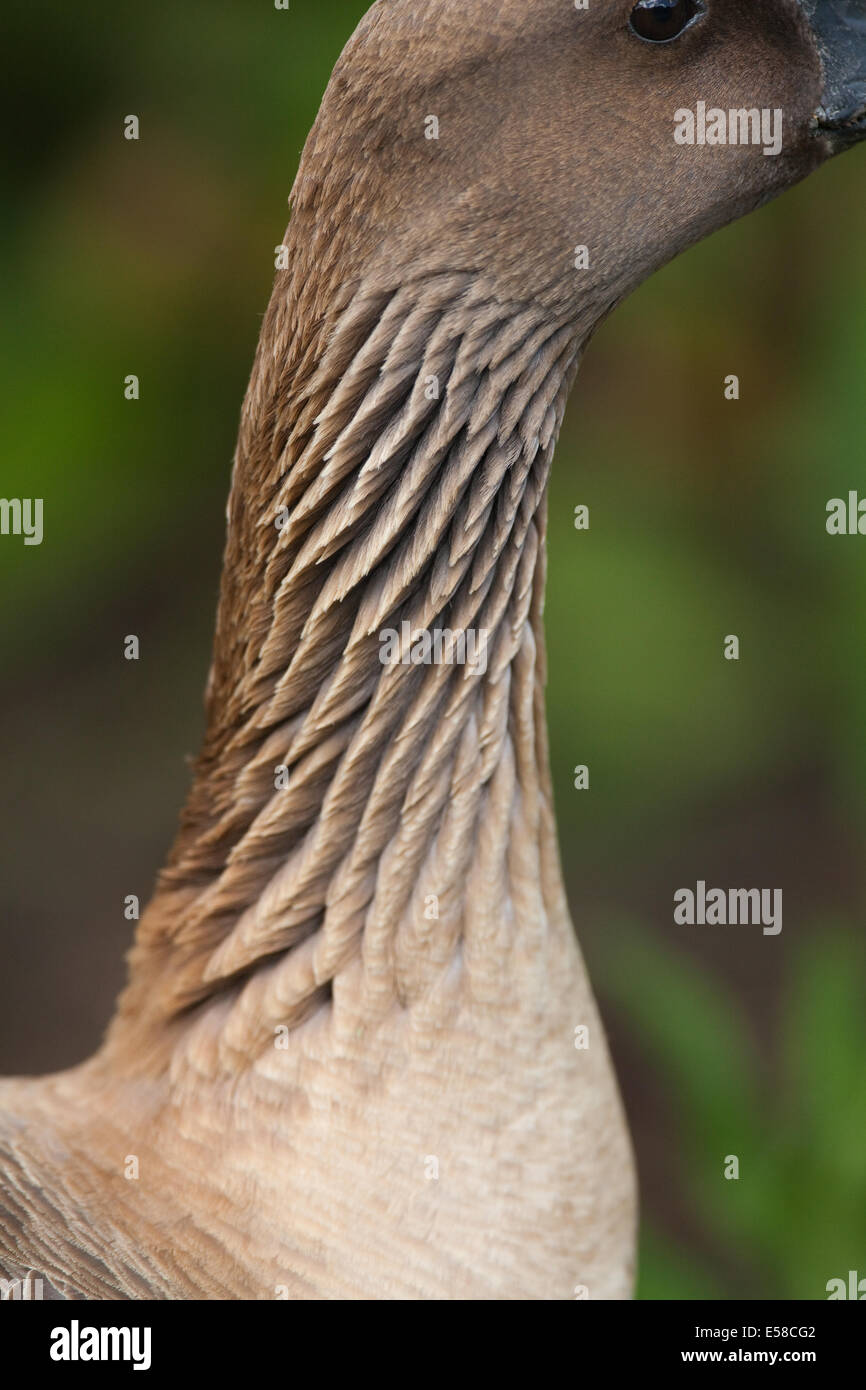 Rosa-footed Goose (Anser brachyrhynchus). Collo, mostrando solcato, scanalatura nella graduazione striato. Questo è variabile a seconda o Foto Stock