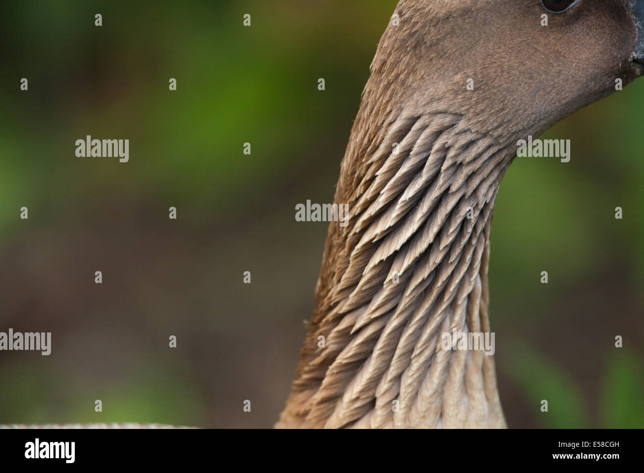 Rosa-footed Goose (Anser brachyrhynchus). Collo, mostrando la scanalatura nella graduazione striato. Questo è variabile a seconda dell'umore Foto Stock