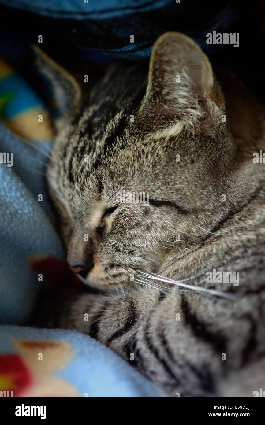 Accogliente tabby gatto dorme. Foto Stock