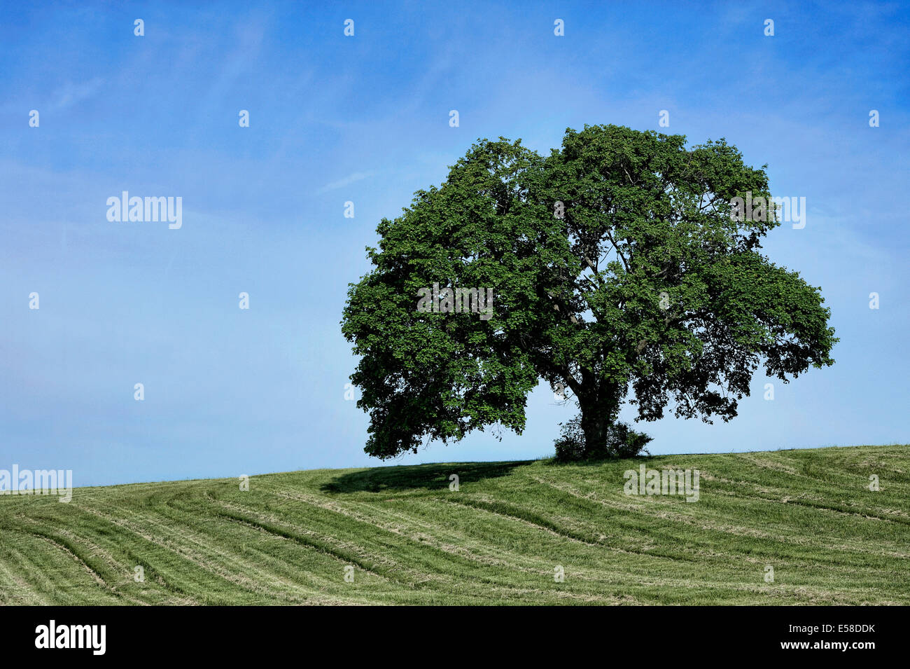 Lone albero maturo sulla fattoria rurale hill, Pennsylvania, STATI UNITI D'AMERICA Foto Stock