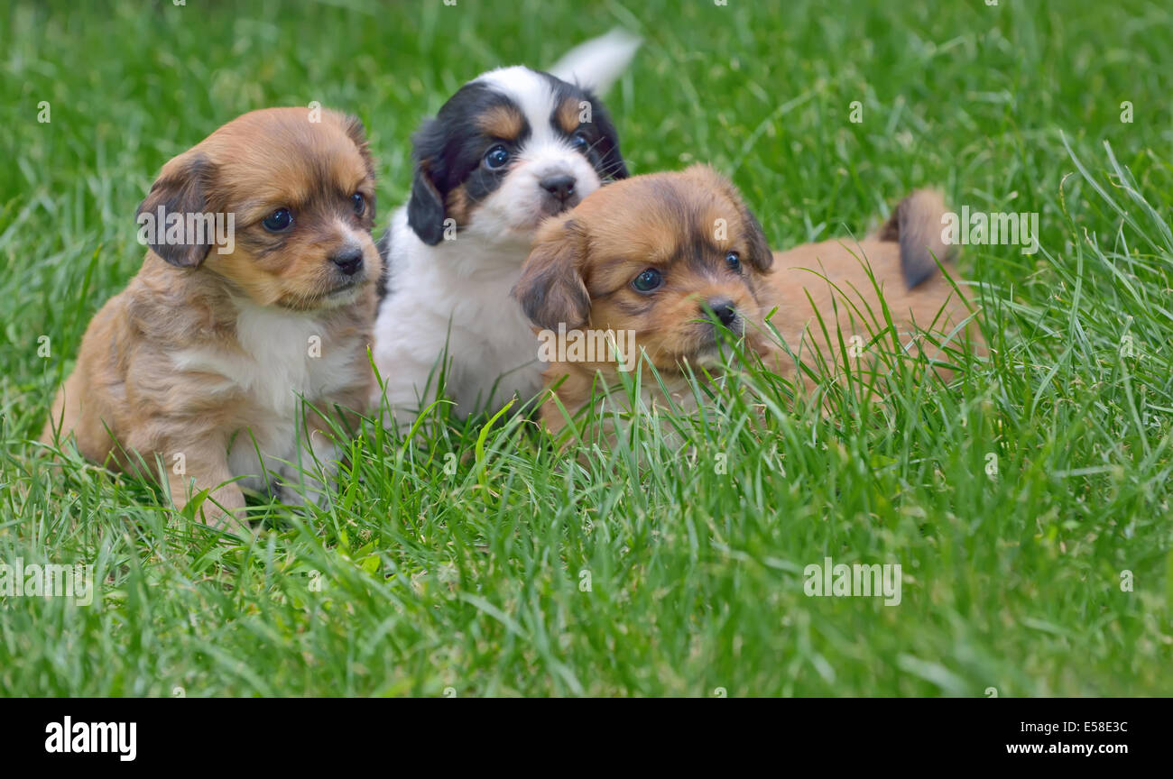 Pekingese cucciolo cani in giardino Foto Stock