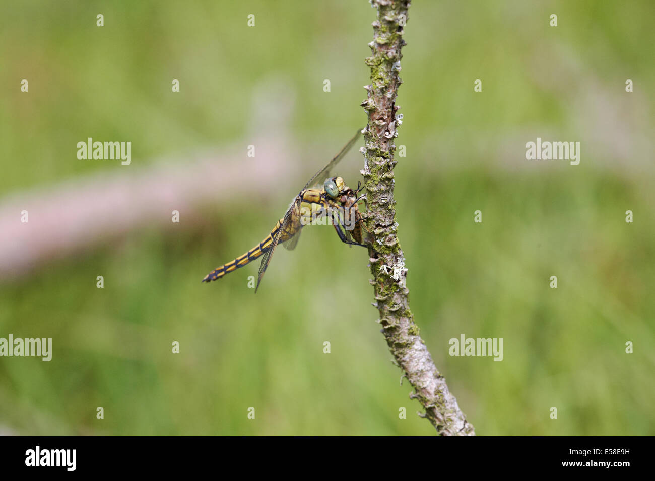 Common Darter dragonfly, Sympetrum striolatum, con il cibo in bocca a Lessay, Normandia in luglio Foto Stock