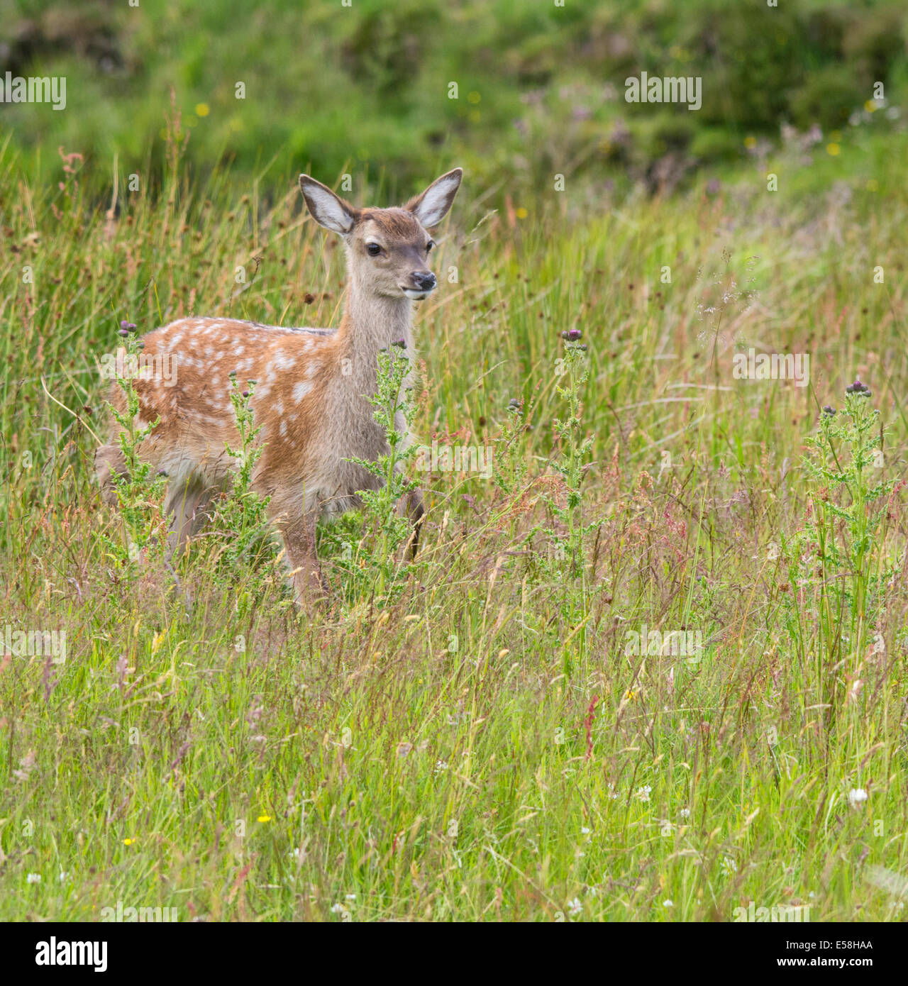 Red Deer Fawn Foto Stock
