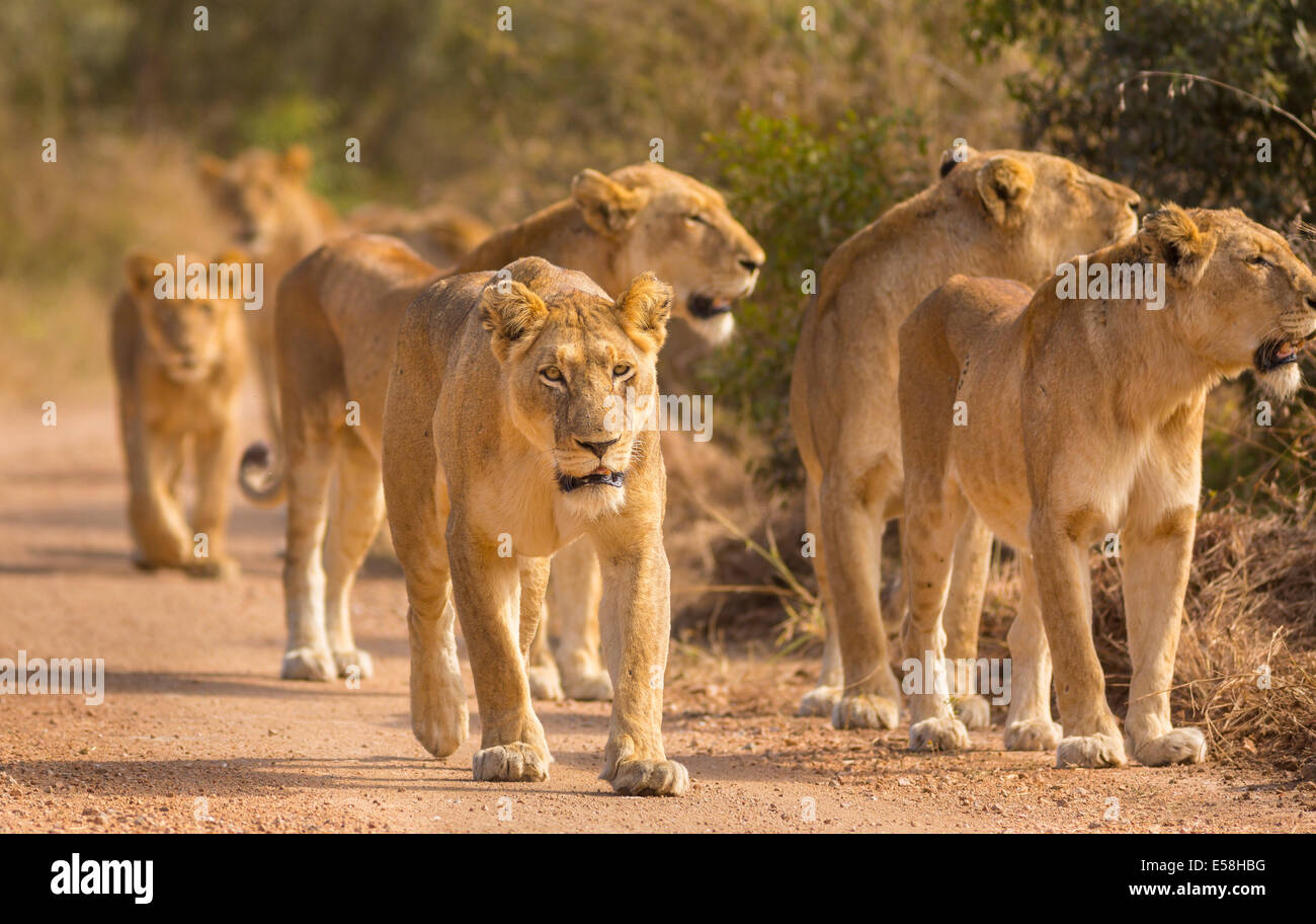 Parco Nazionale di Kruger, SUD AFRICA - Orgoglio dei Leoni a caccia nei pressi di Biyamiti Camp. Panthera leo Foto Stock