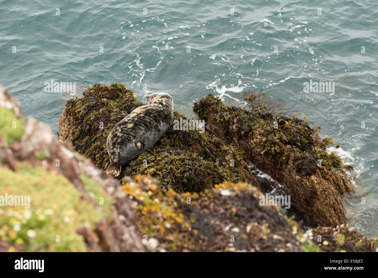 Atlantico guarnizione grigio, Halichoerus grypus, con la guarigione della ferita, Skokholm, South Pembrokeshire, Wales, Regno Unito Foto Stock