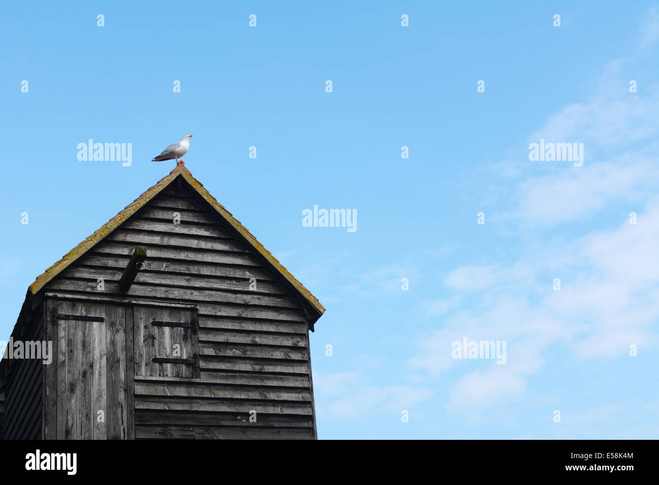 Un lone seagull si erge con orgoglio sul tetto di un tradizionale weathered clapboard Capanna di pesca. Foto Stock