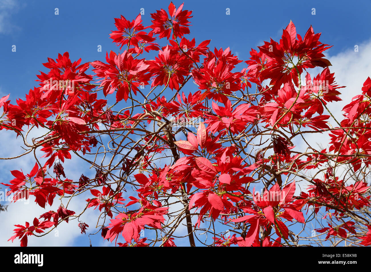 Le foglie rosse della stella di Natale, Poinsettia (Euphorbia pulcherrima), Weihnachtsstern. Zambia, Africa Foto Stock