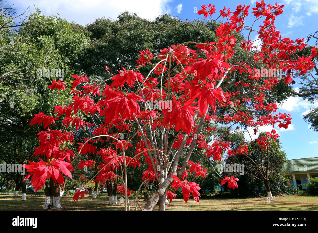 Le foglie rosse della stella di Natale, Poinsettia (Euphorbia pulcherrima), Weihnachtsstern. Zambia, Africa Foto Stock