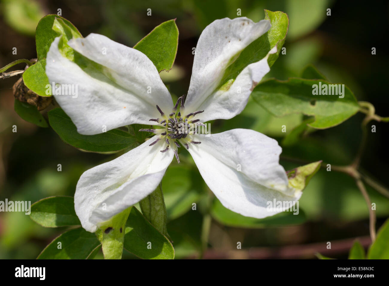 Punta verde fiore bianco della successiva fioritura estiva Clematis viticella 'Alba Luxurians' Foto Stock