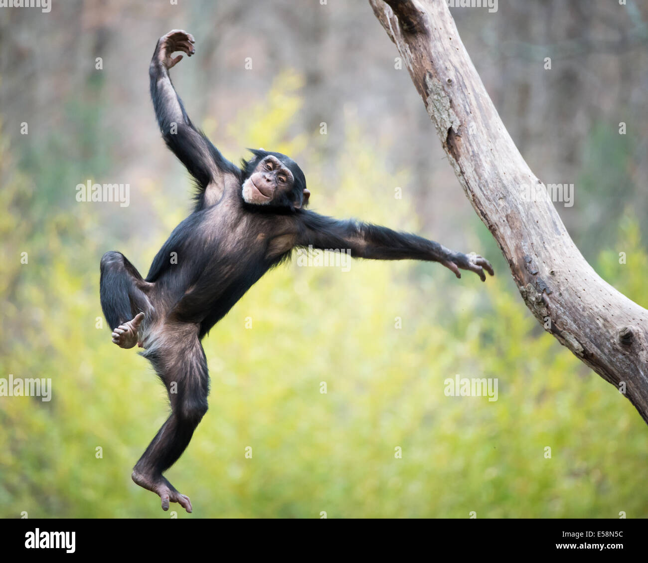 Giovani oscillanti di scimpanzé e saltando da un albero Foto Stock