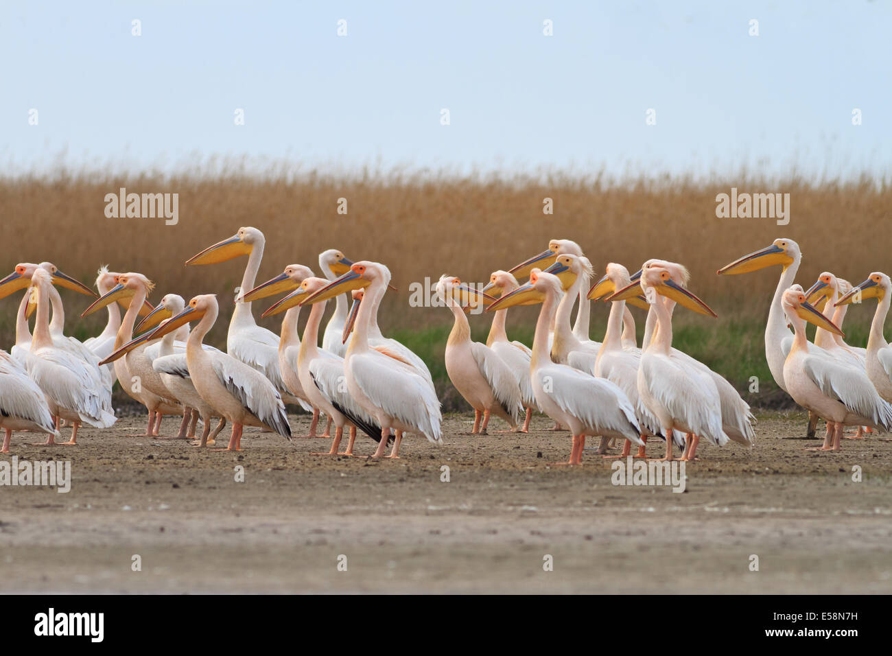 Pellicani nel Delta del Danubio Foto Stock