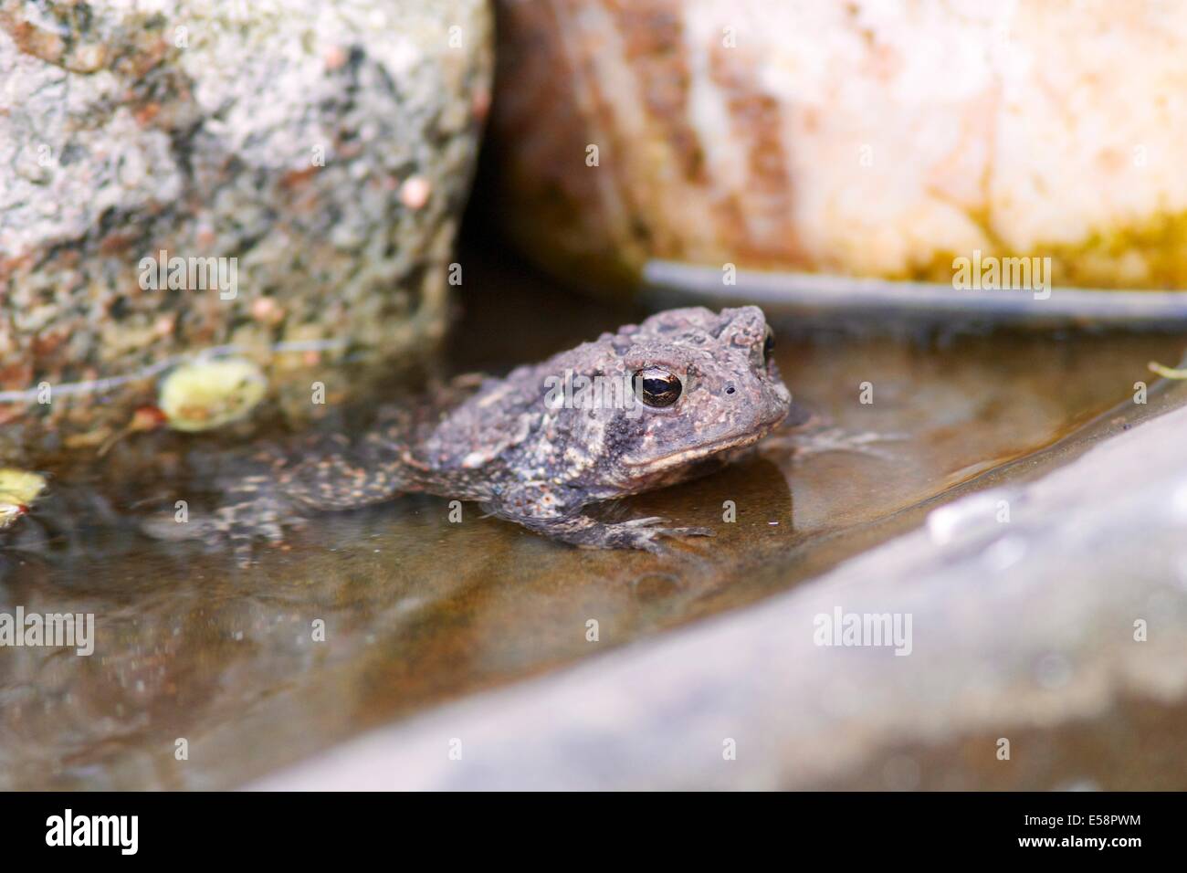 American toad (Anaxyrus americanus). Foto Stock