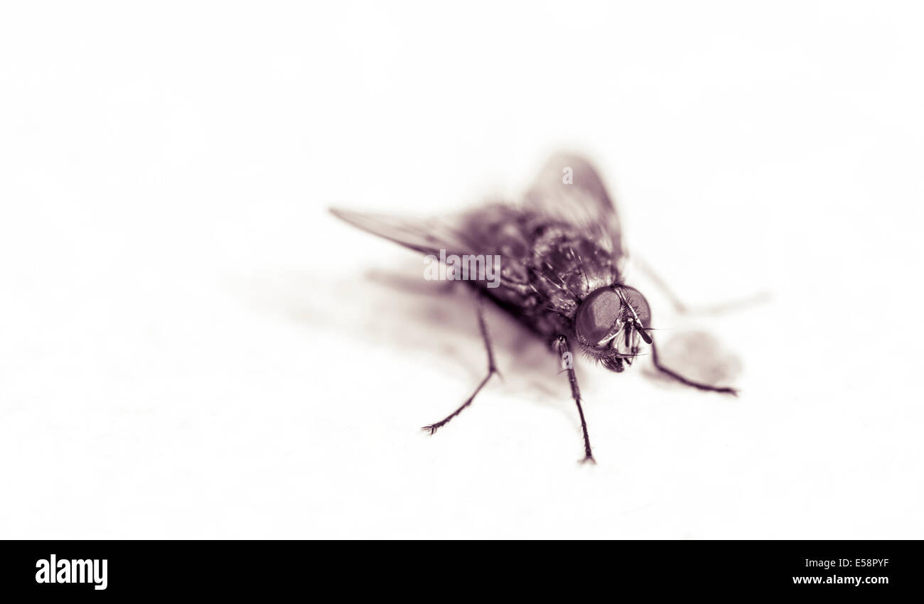 Chiuda in su della Mosca Foto Stock