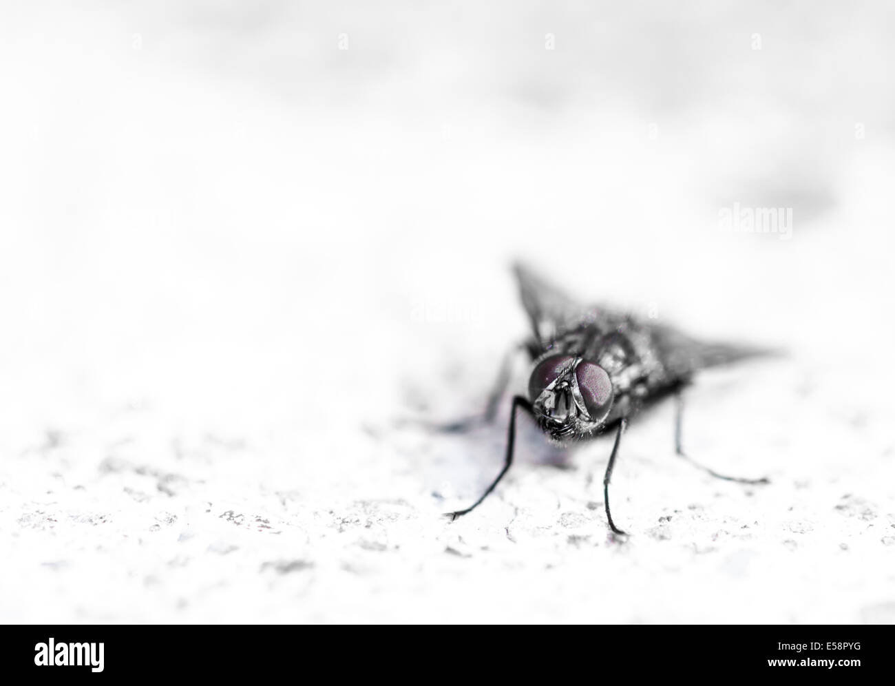 Chiuda in su della Mosca Foto Stock