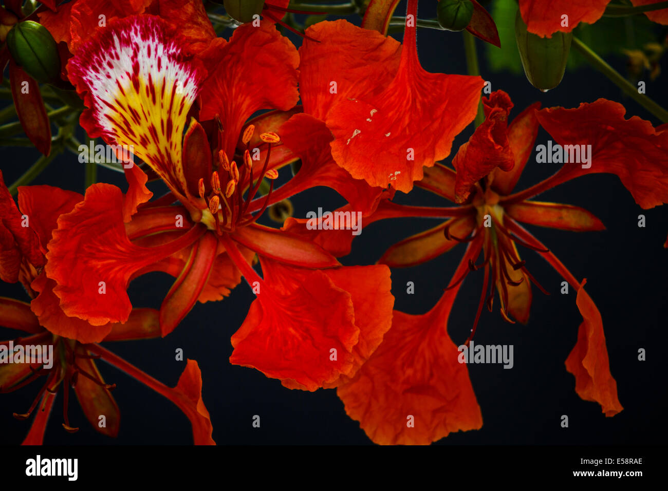 Flamboyant (flame tree) fiore Foto Stock