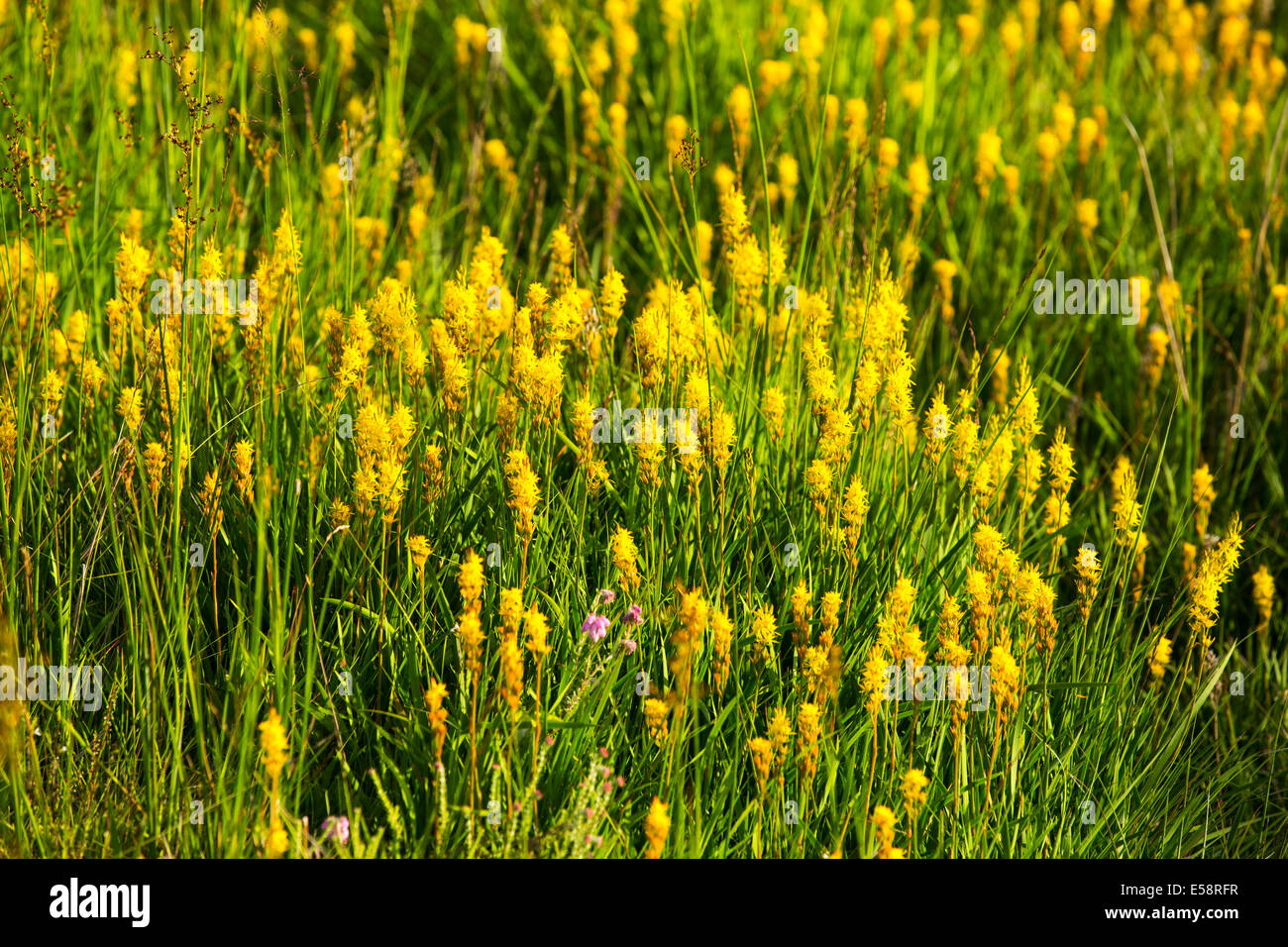Bog asfodeli, Narthecium ossifragum, un panno amorevole fiore selvatico cresce vicino alle rive del Rydal acqua nel distretto del lago. Foto Stock