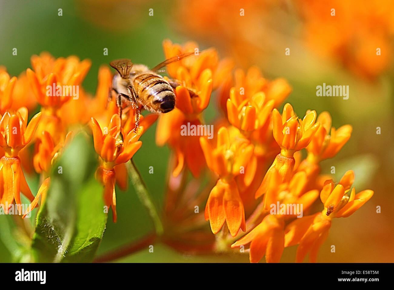 Butterfly erbaccia è un fiore perenne che è talvolta chiamato Milkweed poiché produce una sostanza lattiginosa quando tagliati. Foto Stock