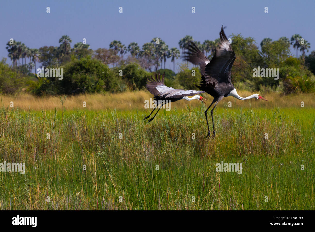 Wattled Crane, Okavango Delta, Botswana Foto Stock