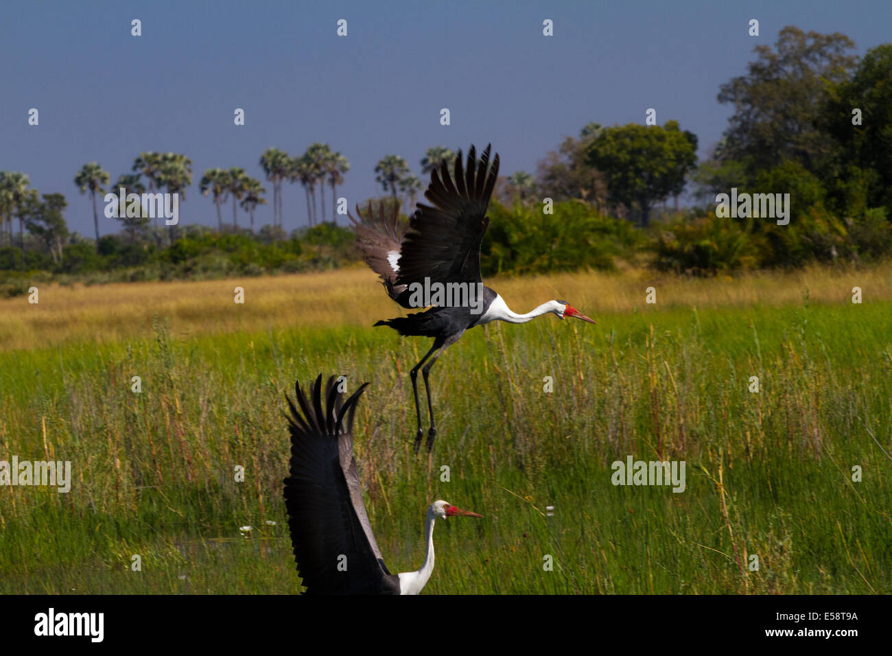 Wattled Crane, Okavango Delta, Botswana Foto Stock