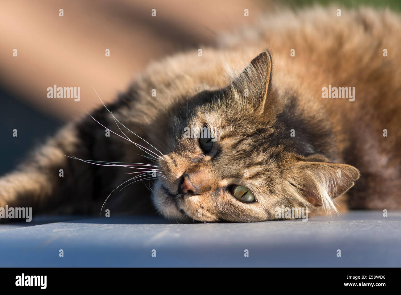 Gatto di casa posa sul tetto di un camion in Oregon Wallowa della valle. Foto Stock