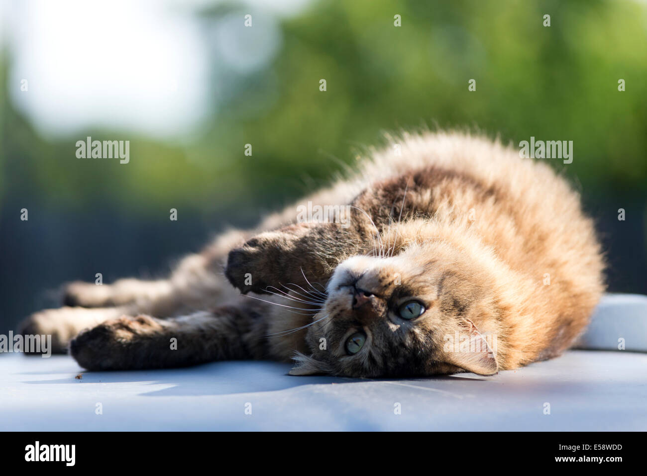 Gatto di casa posa sul tetto di un camion in Oregon Wallowa della valle. Foto Stock