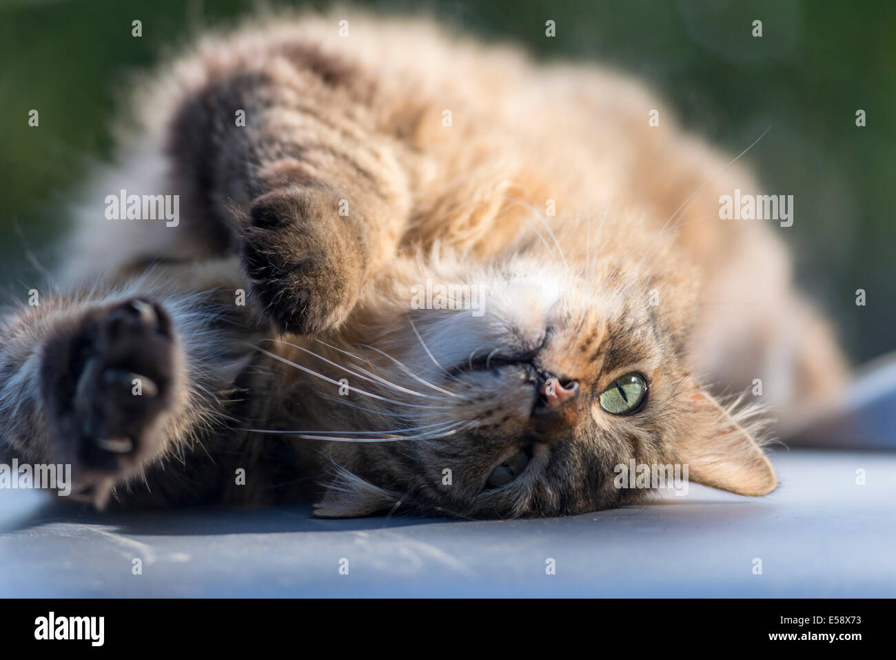 Gatto di casa posa sul tetto di un camion in Oregon Wallowa della valle. Foto Stock