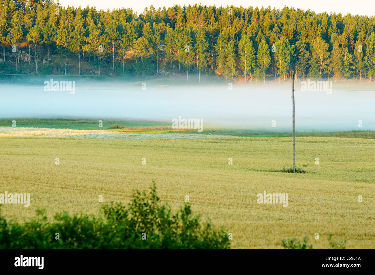 Nebbia mattutina a laminazione su terreni agricoli. Foto Stock