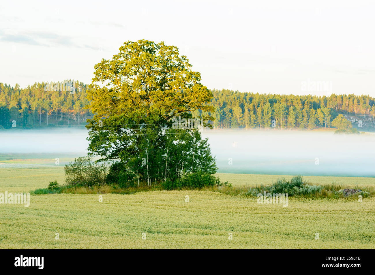 Nebbia mattutina a laminazione su terreni agricoli. Foto Stock