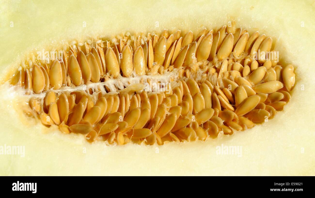 Freschi di melone Honeydew semi Foto Stock