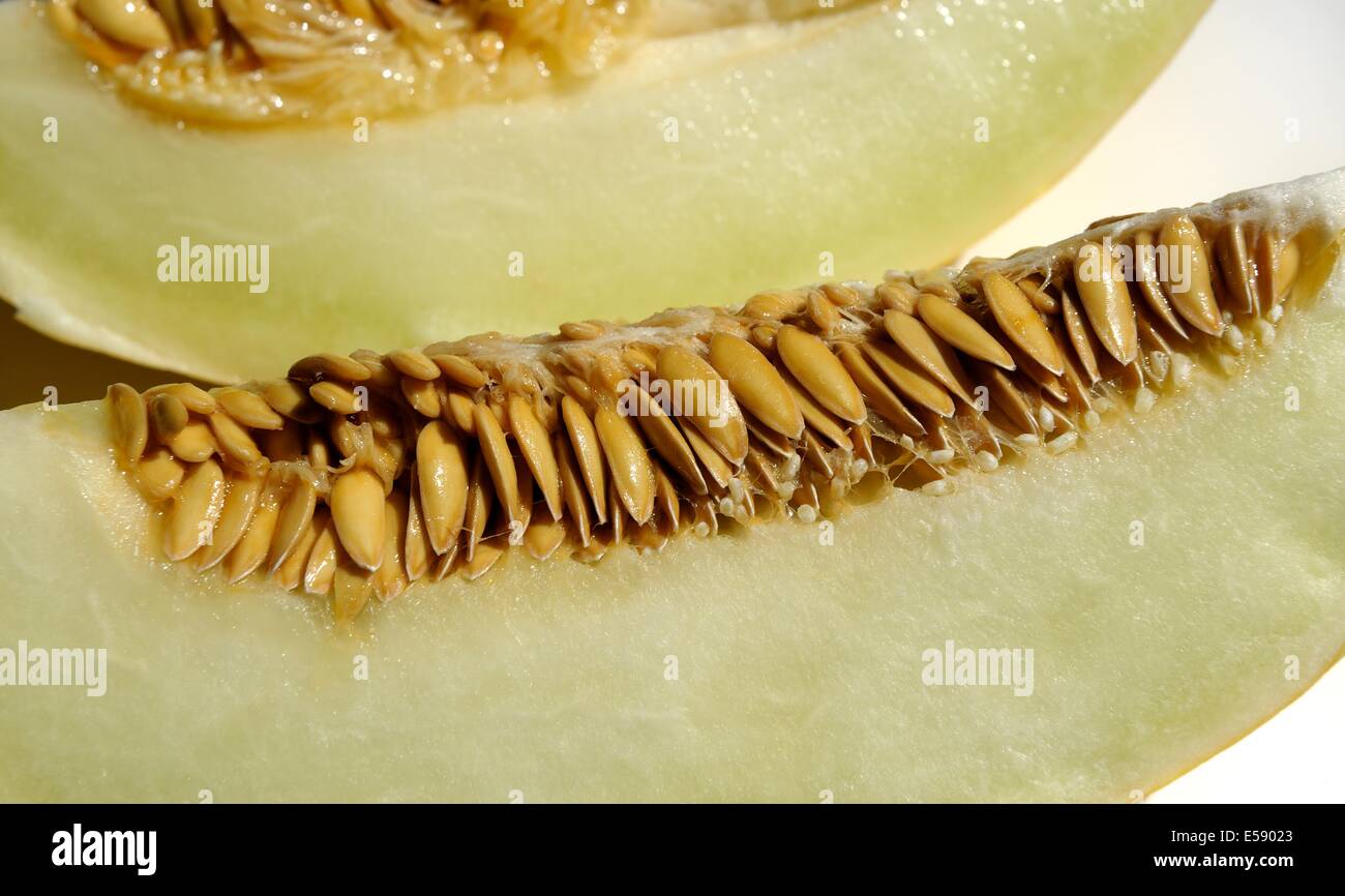 Freschi di melone Honeydew semi Foto Stock