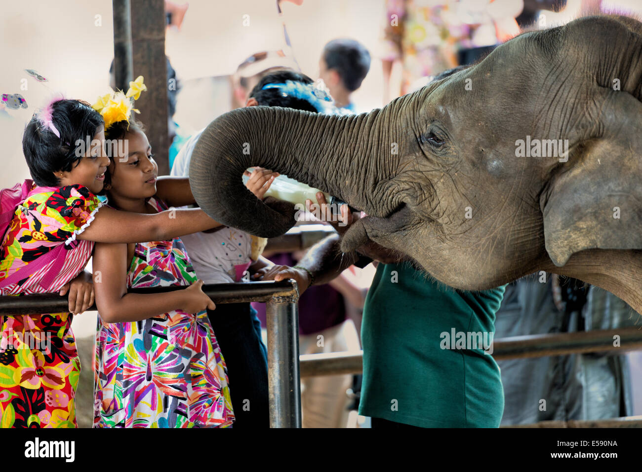 Due dello Sri Lanka sono ragazze alimentando un giovane elefante con una bottiglia di latte, a Pinnewala l'Orfanotrofio degli Elefanti in Kegalle Foto Stock