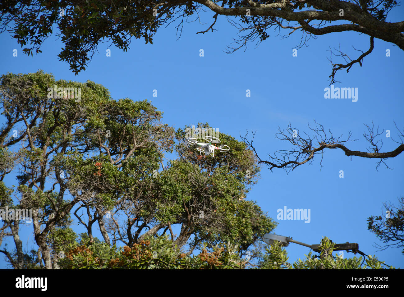 Flying drone vicino alberi pohutukawa, Auckland, Nuova Zelanda Foto Stock