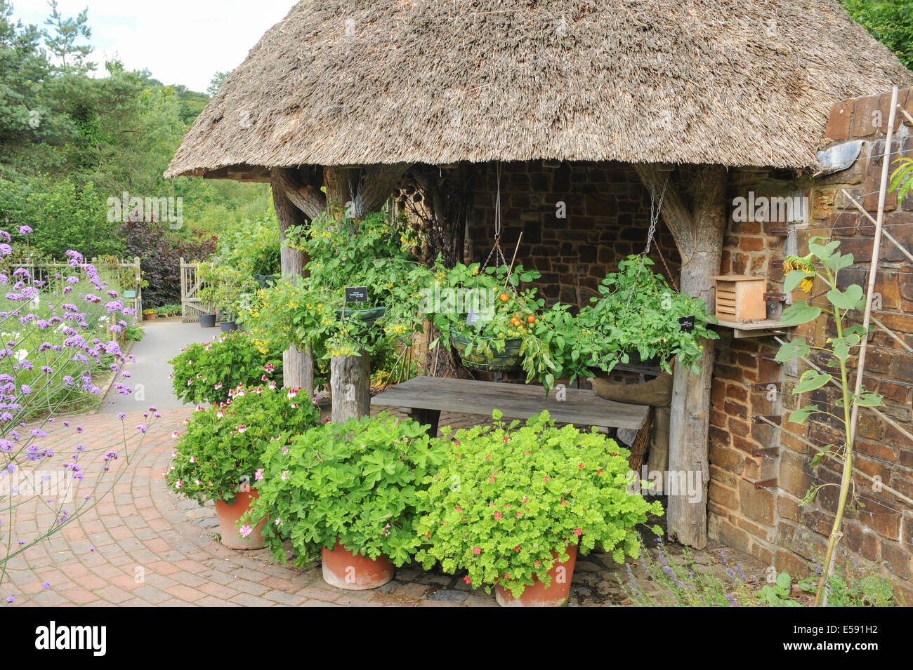 Un tradizionale inglese frutta e orto a Rosemoor, Torrington, Devon, South West England, Regno Unito Foto Stock