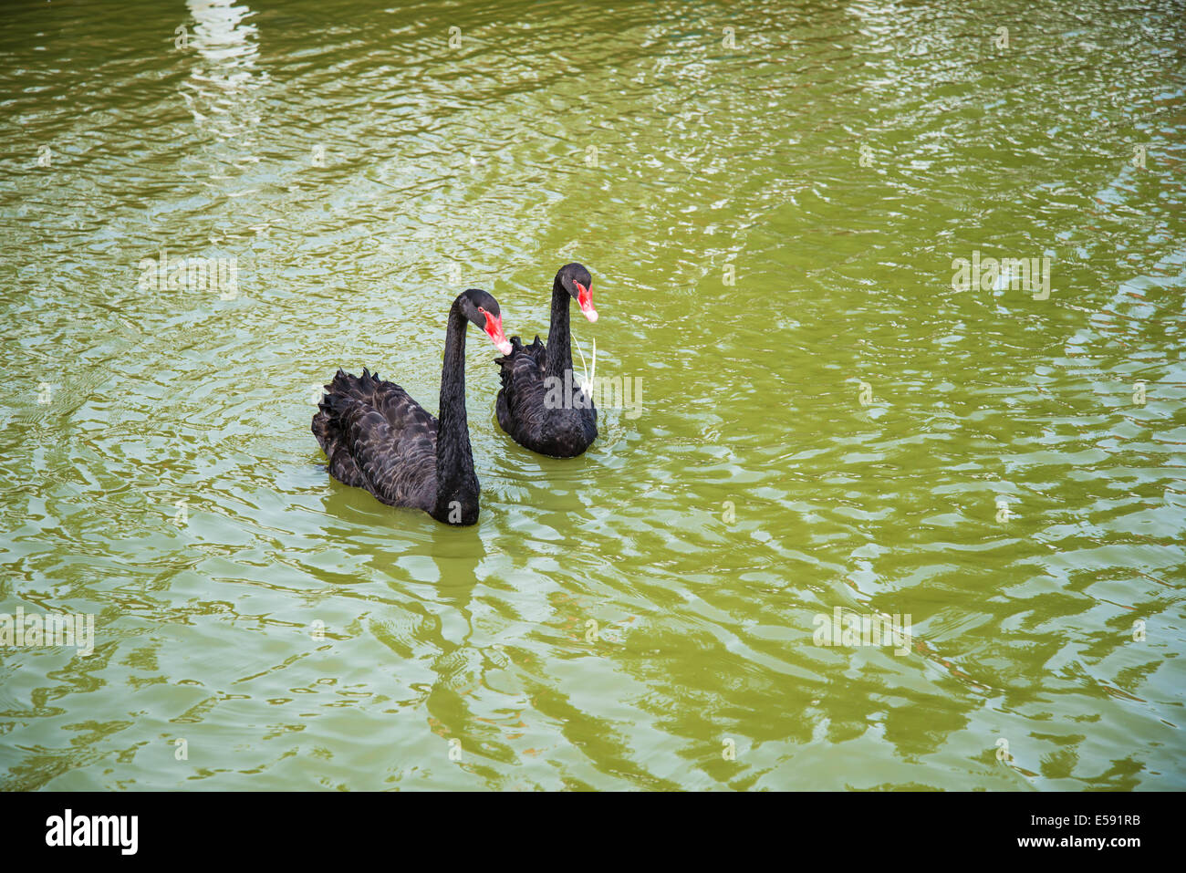 Due oca nera nuotare nel fiume. Foto Stock