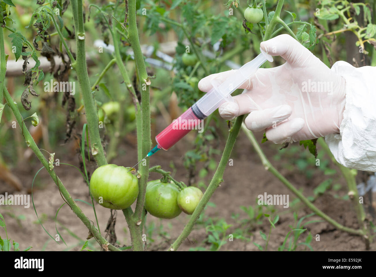 Gli alimenti geneticamente modificati. Ingegneria genetica. Foto Stock