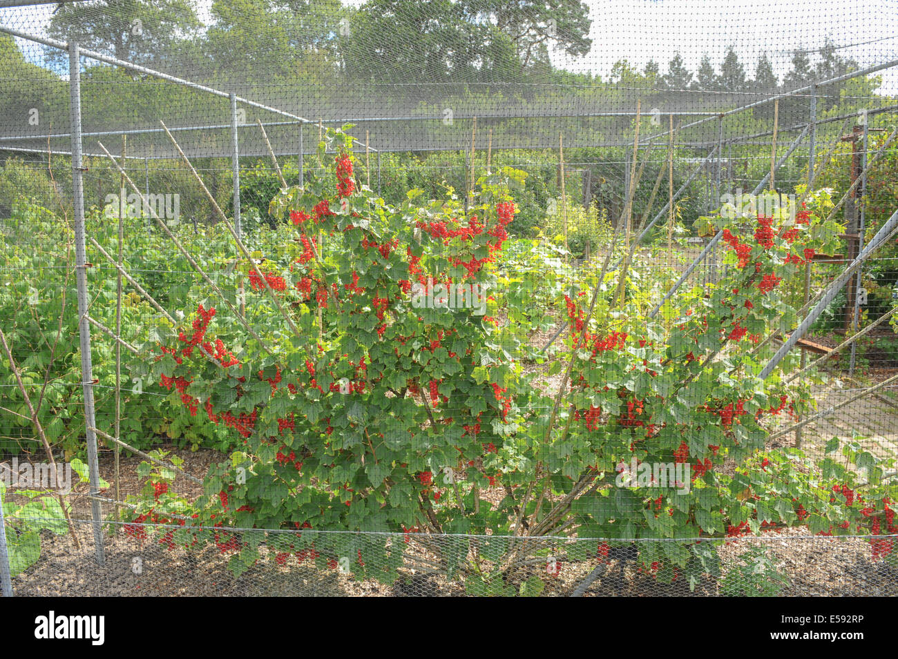 Un tradizionale inglese frutta e orto a Rosemoor, Torrington, Devon, South West England, Regno Unito Foto Stock