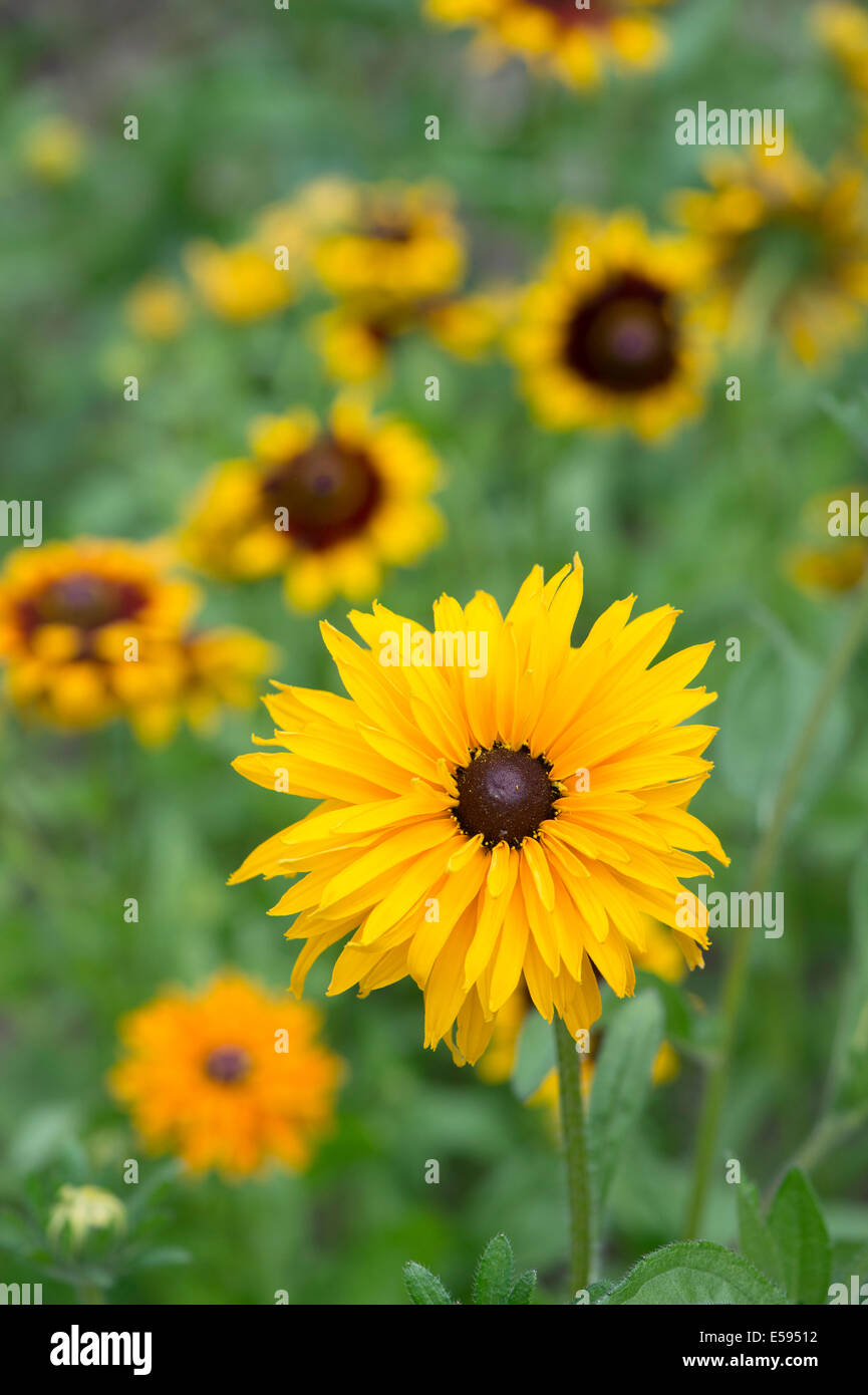 Rudbeckia. Coneflower in un giardino inglese Foto Stock