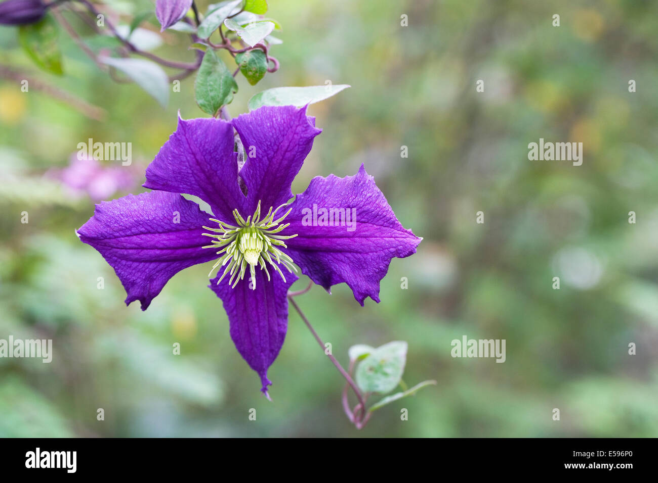 Viola la clematide fiore in un giardino inglese. Foto Stock